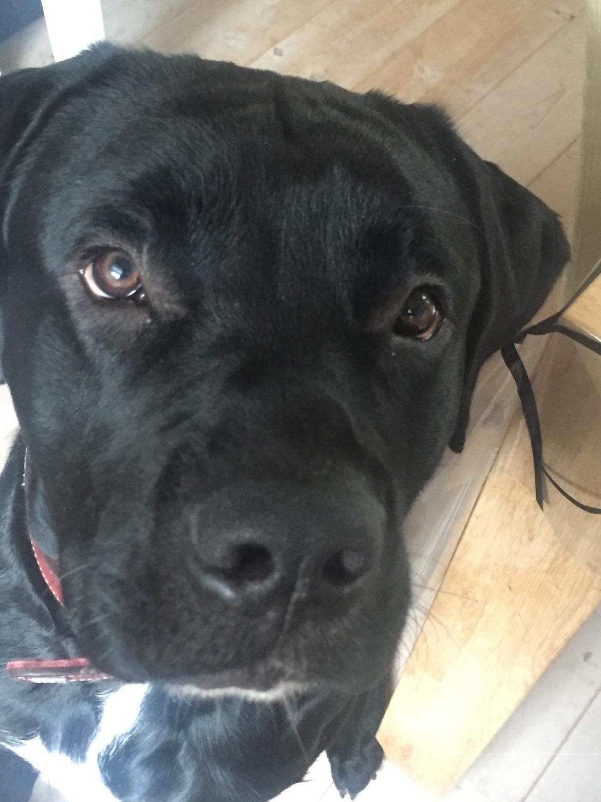 Blanding af racer Gonzo aka. Gunnar  billede 8