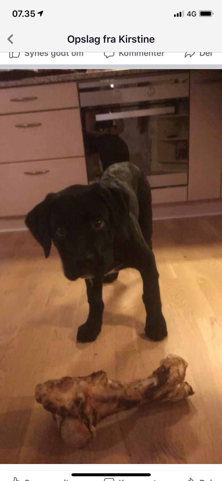 Blanding af racer Gonzo aka. Gunnar  billede 14