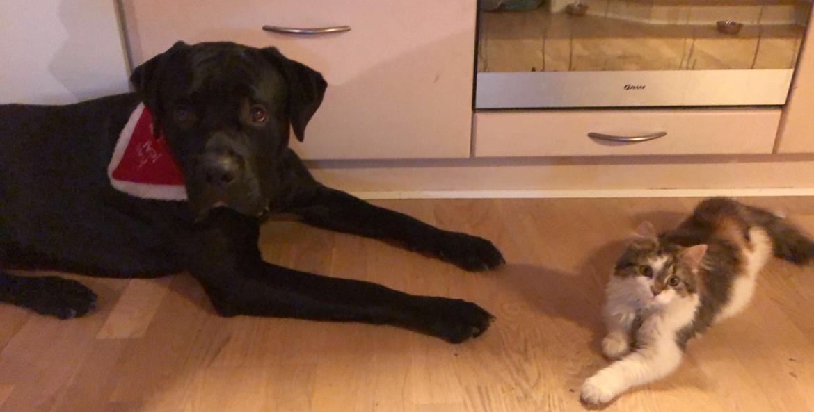 Blanding af racer Gonzo aka. Gunnar  billede 13