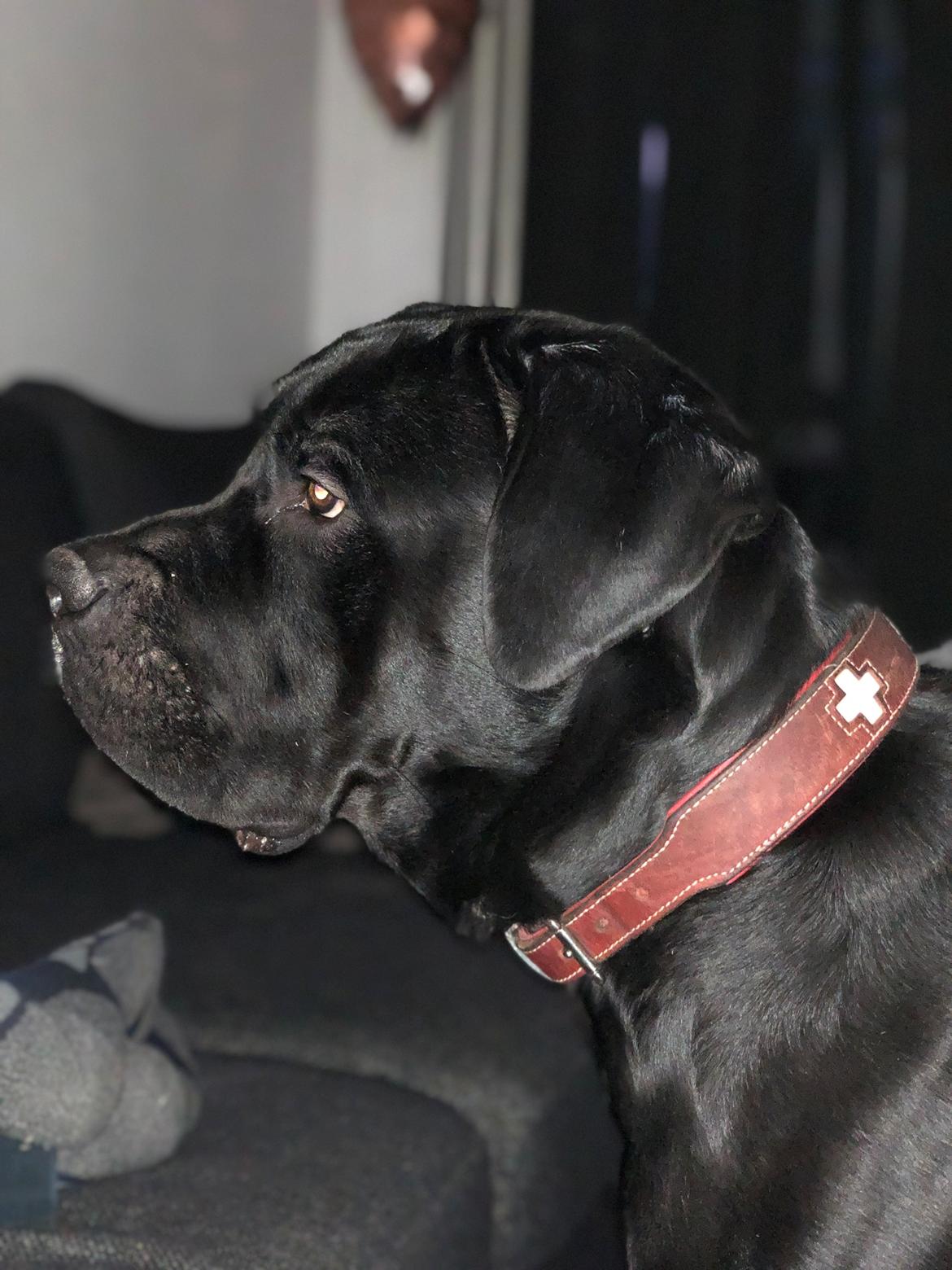 Blanding af racer Gonzo aka. Gunnar  billede 16