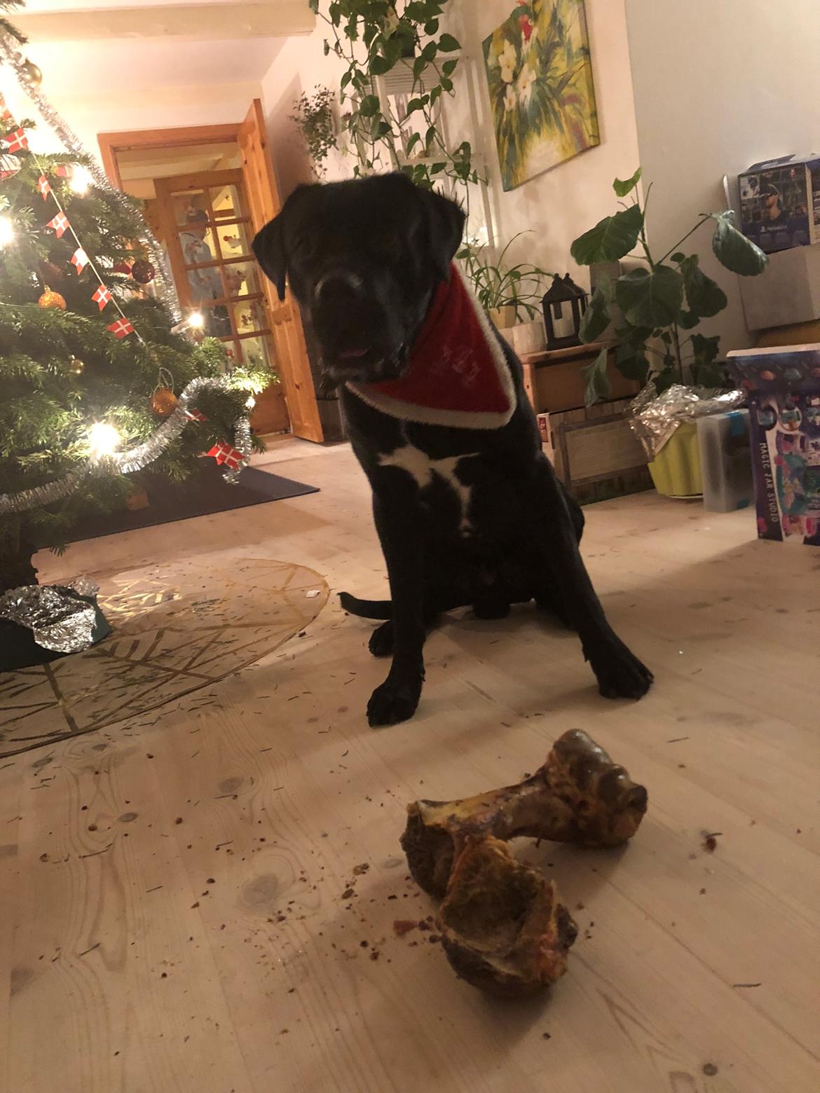 Blanding af racer Gonzo aka. Gunnar  billede 15