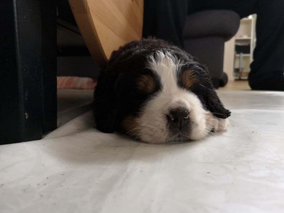 Berner sennenhund Majka's Alfred billede 5