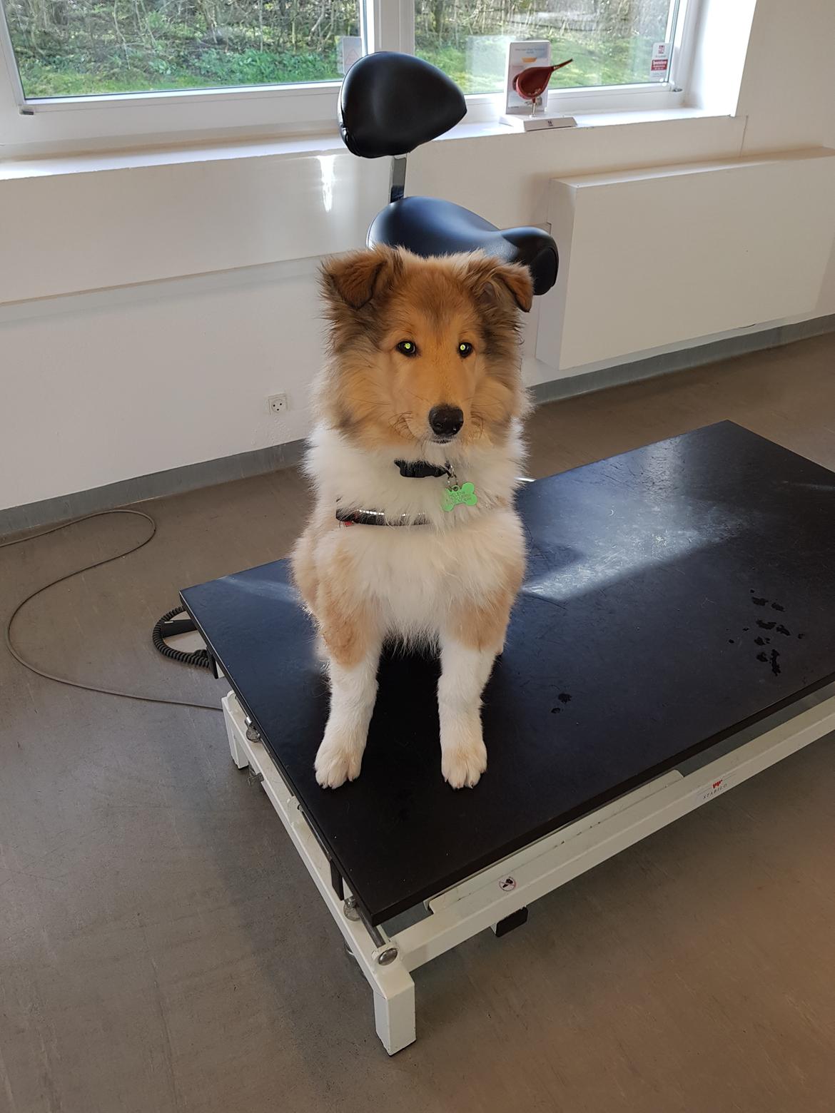 Collie langhåret TKN (US)Keylocs Boomerang of smiles billede 3