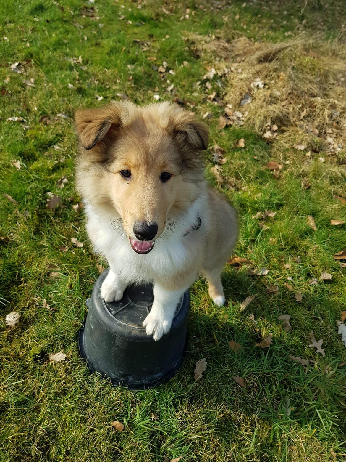 Collie langhåret TKN (US)Keylocs Boomerang of smiles billede 4