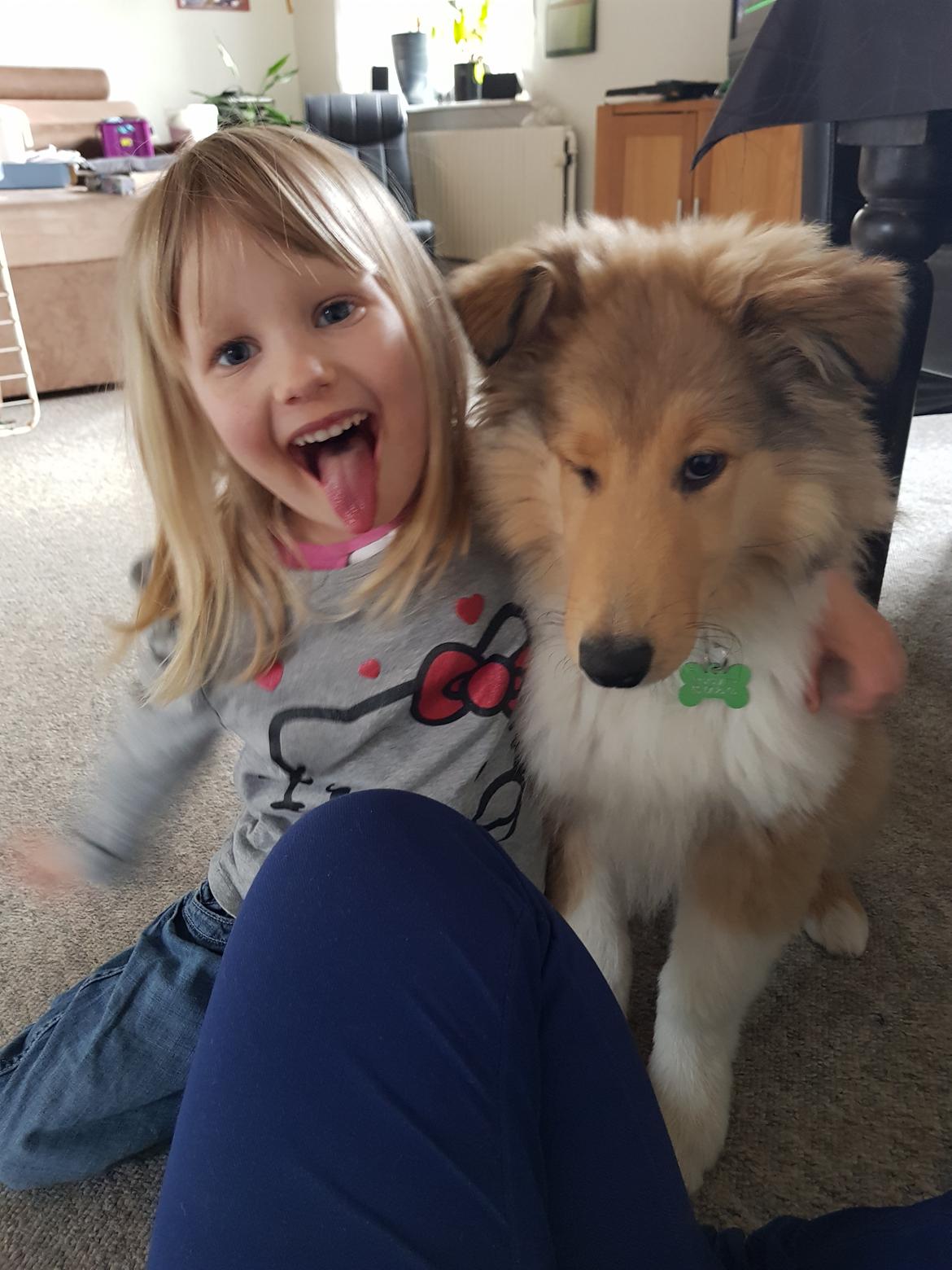 Collie langhåret TKN (US)Keylocs Boomerang of smiles billede 5