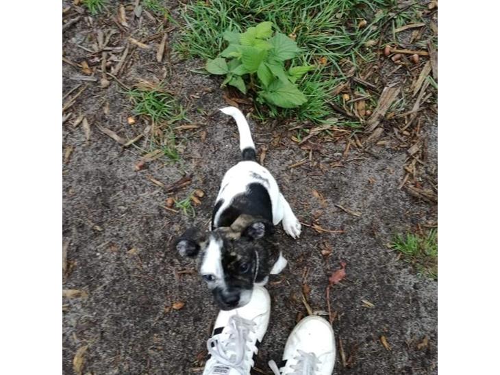 Blanding af racer Charlie - Mor tag mig op billede 7