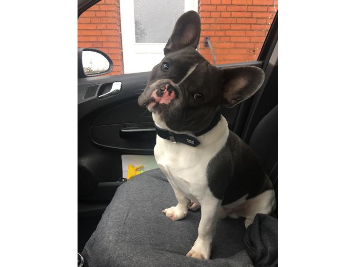 {{currentPhoto.altText}} billede {{currentPhoto.number}}