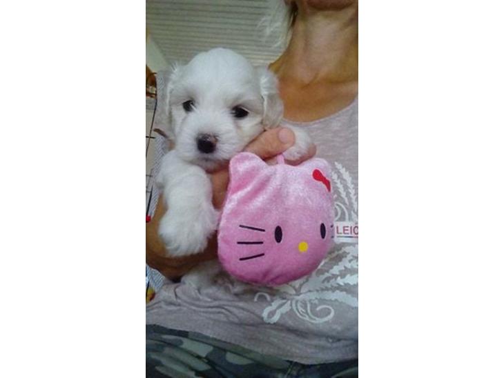 Coton de tulear Aphrodite "Dicte" billede 1