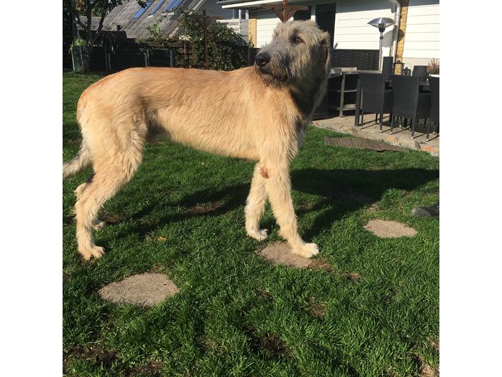 Irsk ulvehund Clonakilty av Black Glacier  aka “Marvin” R.I.P. - 12 mdr billede 1