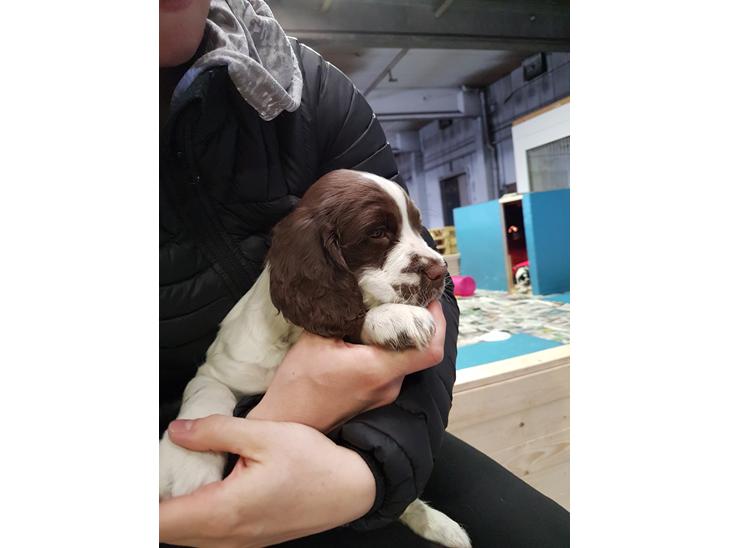 Field Trial Springer Spaniel Taco - Taco første gang vi så på ham. billede 1