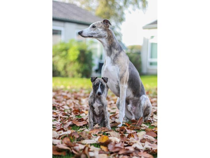 Whippet Tanalorn Phelan of the New Panther - Phelan 8 uger og Arthur 2 år billede 1