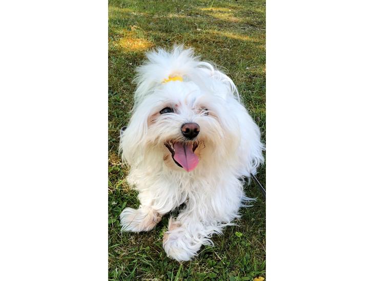 Coton de tulear Gizmo billede 1