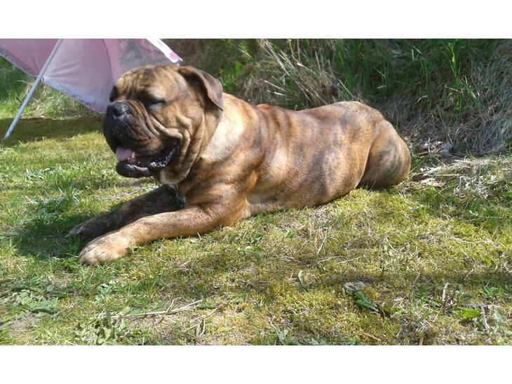 {{currentPhoto.altText}} billede {{currentPhoto.number}}