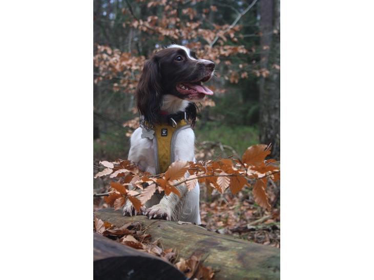 Field Trial Springer Spaniel Wilma billede 1