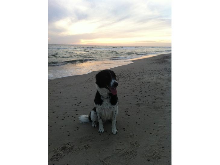 Border collie Archie billede 1
