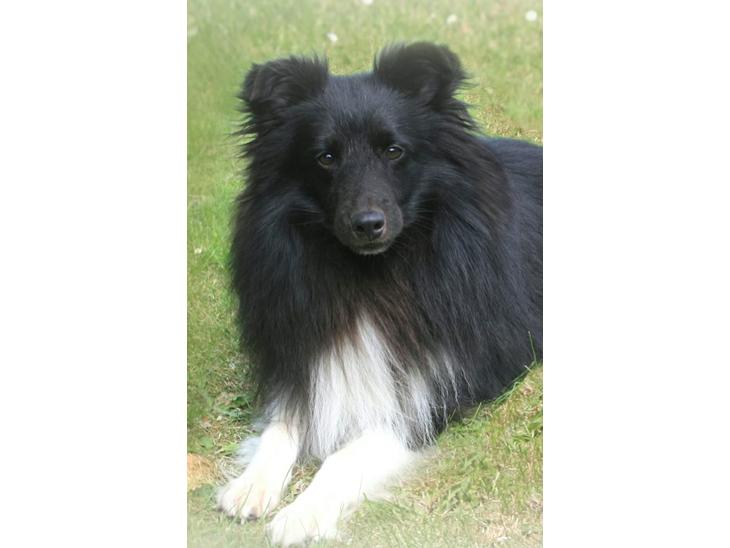 Shetland sheepdog Joey billede 1