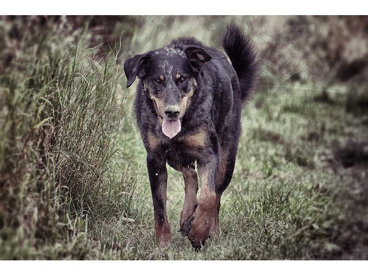 Beauceron Jesse billede 1