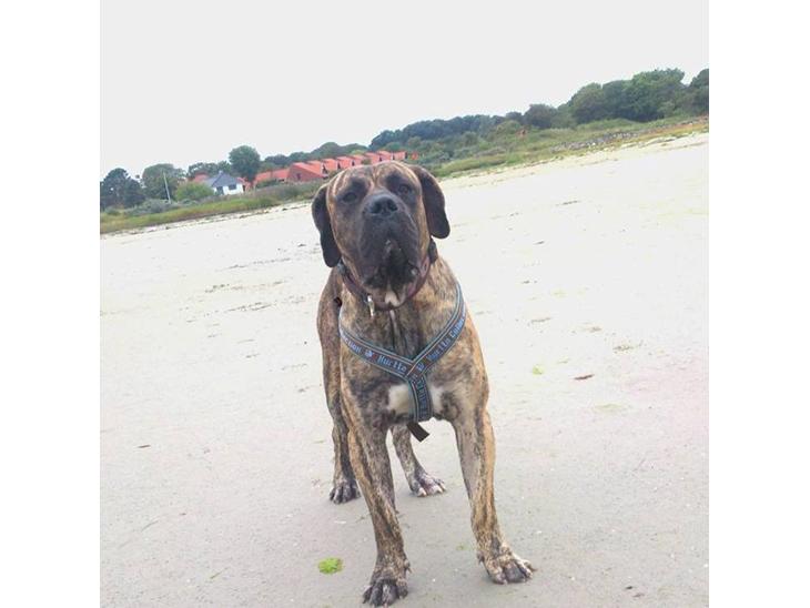 {{currentPhoto.altText}} billede {{currentPhoto.number}}