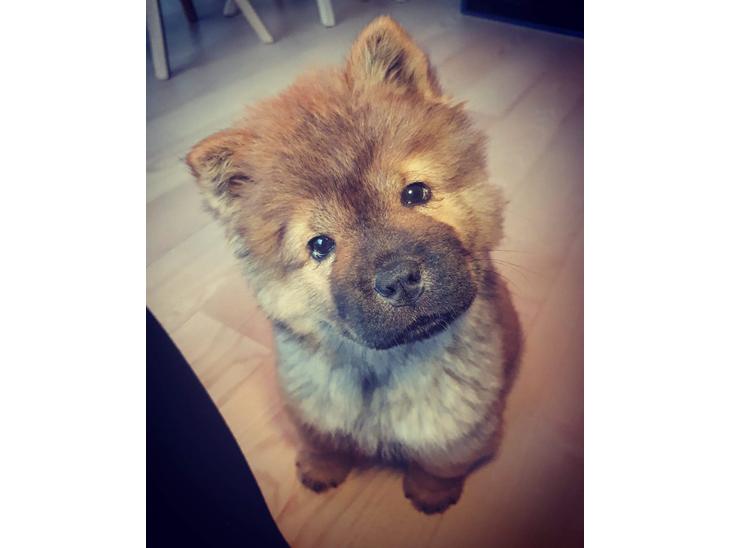 Chow chow Djuno billede 2