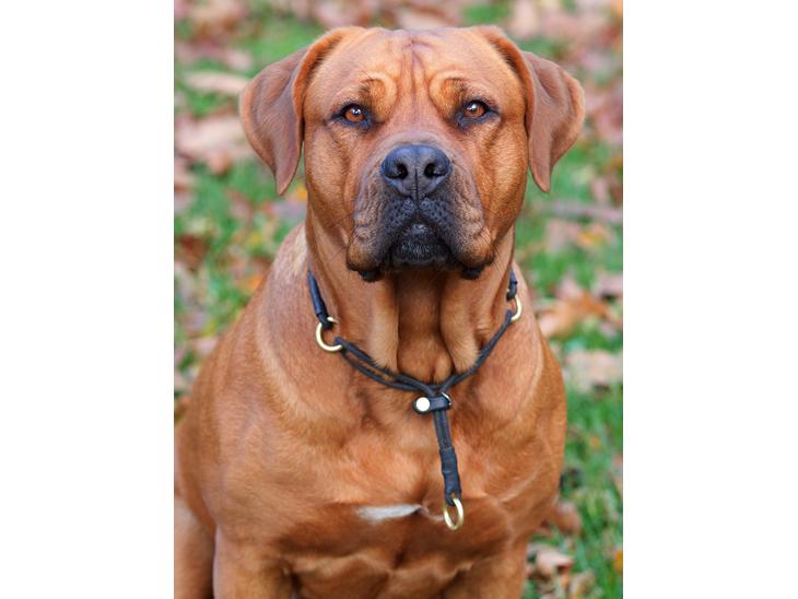 Blanding af racer Freja - Dogue de Bordeaux, Rottweiler, Cane Corso - Smuk! billede 1