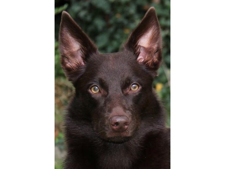 {{currentPhoto.altText}} billede {{currentPhoto.number}}