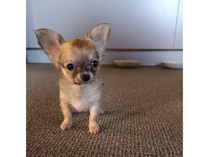Chihuahua Baloo  billede 1