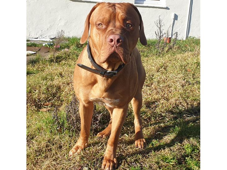 {{currentPhoto.altText}} billede {{currentPhoto.number}}