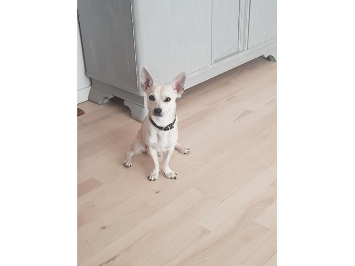 {{currentPhoto.altText}} billede {{currentPhoto.number}}