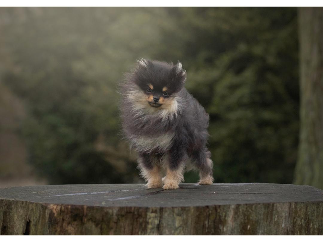 High discount fly pomeranian