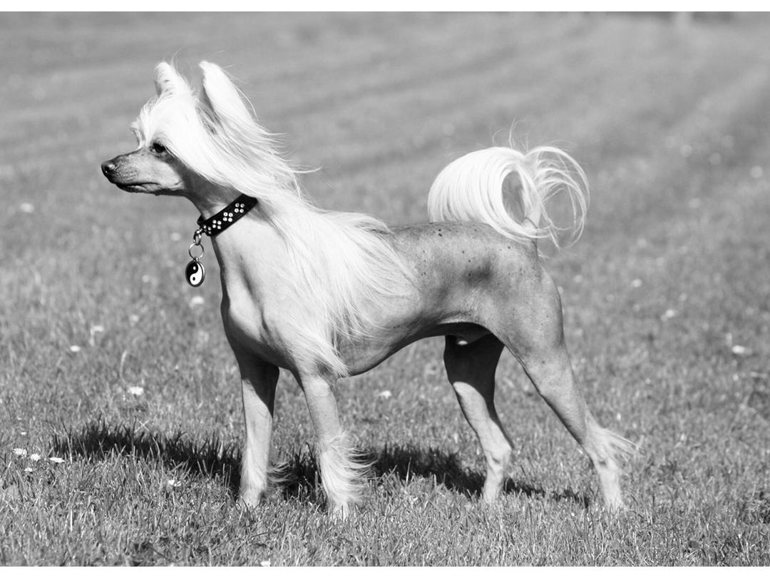 Chinese crested hårløs - 2008 - "God only made a perfect