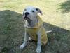 Amerikansk bulldog Frida (Kettner's De Luxe