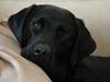 Labrador retriever Sniper