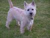 Cairn terrier Terri
