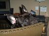 Fransk bulldog Loulou