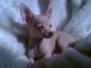 Chihuahua Riki
