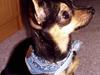 Chihuahua Chucky *R.I.P*