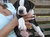 Amerikansk staffordshire terrier Vito Corleone