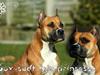 Amerikansk staffordshire terrier Freja + Aflivet +