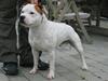 Staffordshire bull terrier Loke
