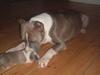 Amerikansk staffordshire terrier King... stjålet ::::::::(