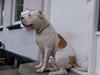 Amerikansk bulldog Qato
