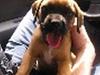 Boxer Zelda [ Himmelhund]