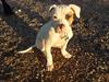 Amerikansk bulldog Lucky