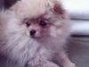 Pomeranian TYSON
