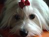 Coton de tulear Trille 