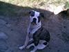 Amerikansk bulldog Missy