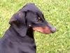 Gravhund smutti R.I.P ( død 2007)