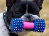 Fransk bulldog Vuck Stinkdyret