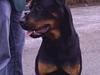 Blanding af racer Zano *RIP*