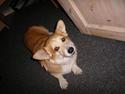 Welsh corgi pembroke SABO #R.I.P ;(
